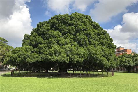 榕樹聚陰 房間放鮮花